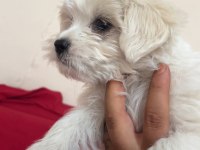 Teslime hazır yavru köpekler