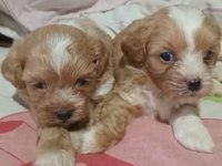 Maltipoo yavrular
