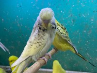 ERKUT PET'DEN YAVRU JUMBO MUHABBET KUŞLARI SINIRSIZ SAYIDA