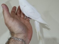 Heawy sultan papağanı yavrular