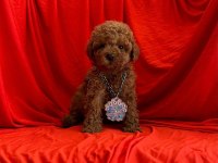 Orijinal Toy Poodle yavruları