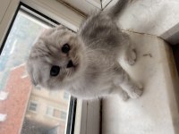 Eğitimli yavrular british shorthair