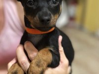 Satılık Minyatür Pinscher Köpekler