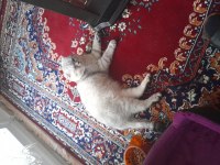 2 yaşında scottish fold
