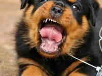 Macar Rottweiler Yavrular