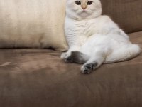 ŞECERELİ BRITISH SHORTHAIR NY1133