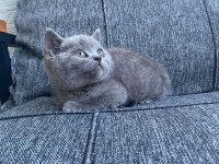 2 Erkek British Shorthair Blue Yavrular