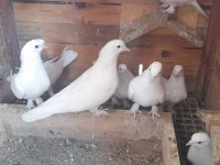 BİR KÜMES BEYAZ GÜVERCİNLER 81 İLE GÖNDERİM OLUR