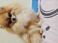 Pomeranian spitz