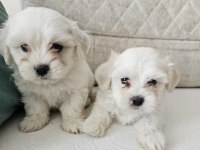 Maltese yavrular
