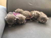 Dişi Tombul Scottish Fold Yavrular