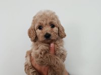 DÜNYA TATLISI MALTİPOO KALİTELİ BEBEKLER