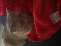 2 Yaşında Kısır British Shorthair
