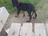 SATILIK YAVRU DOBERMAN