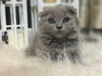 British shorthair kedimize sıcak bir yuva arıyoruz