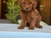 Show Kalite Toy Poodle Köpekler