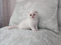 Exotic shorthair yavrumuz ve çok nadir tür foldex bebekler