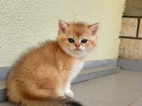 British Shorthair golden Erkek Yavrular