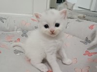 British longhair