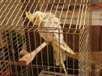 2.5 Aylık Sultan Papağanı