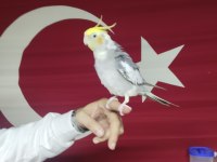 Sultan Papağanı Full Evcil