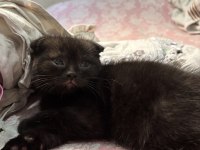 Scottish Fold Acı Kahve