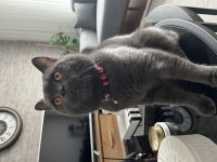 British shorthair duman için ömürlük yuva arıyoruz