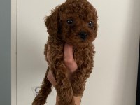 Orijinal toy poodle yavrularim ev üretimi