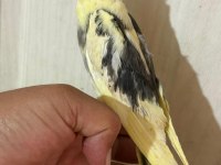 40 GÜNLÜK FULL EVCİL PİED RENK BEBEK SULTAN