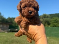 Kore red brown yavrular