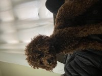 Erkek poodle 1.5 yaşında