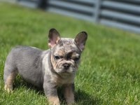 Yakışıklı French Bulldog Yeni Ailesini Arıyor