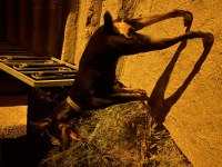 14 Aylık Dişi Doberman
