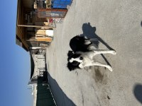 6 Aylık Dişi Border Collie Sahiplendirme