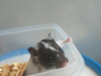1.5 aylık yavru hamsterlar
