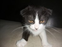Bicolor Scottish Fold Shorthair iki kardeş