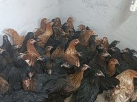 Ataks ve lohman 1100 Gr yumurtaya yakın tavuklar