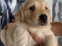 Golden retriever bebekler