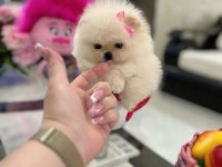 MİKRO BOY POMERANİAN PRENSES