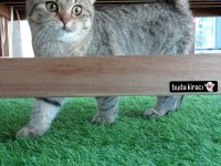 Scottish fold mama karşılığında sahiplendirmek istiyorum