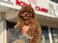 Boy Ve Kg Ram Garantili Tea Cup Kore Poodle