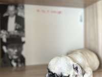 Pug yavrusu 3 aylık saf kan tuvalet eğitimli