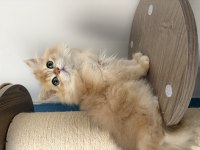 BRİTİSH DİŞİ VE ERKEK YAVRU