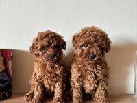 Oyuncak Boyutlu Tatlış Toy Poodle Bebekler