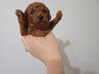 Kore red brown poodle A kalite bebek yüzlü 1 aylık oğlumuz