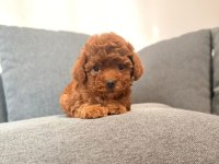 Toy poodle bebekler köpeklerimiz