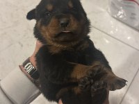 rottweiler yavru köpekler
