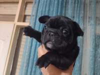 French bulldog bebekler