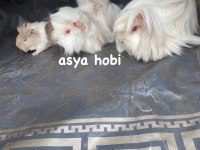 Türkiyede olmayan ginepig renkleri üretmek için çalışma