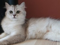 British longhair kızımıza yeni yuva